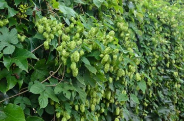 Hamei (50 seminte) Common Hop - Humulus lupulus, planta medicinala pentru sistemul digestiv si somn usor, Saflax - Img 4