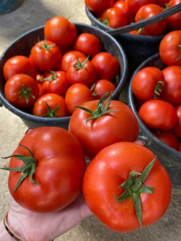 Hayet F1 (500 seminte) tomate timpurii cu crestere nedeterminata, fructe mari rotund-turtite, Sakata - Img 1