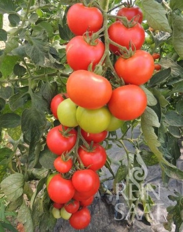 Hellfrucht BIO (50 seminte) tomate timpurii rezistente la crapare, foarte aromate, potrivite si pentru ghivece, ReinSaat