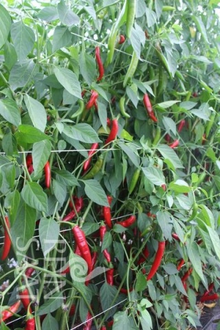 Hong Gochu BIO (30 seminte) ardei iute inalt, fructe lungi, ascutite, iuteala medie, pentru pasta de chilli, ReinSaat
