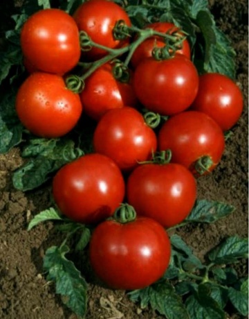 Horus F1 (10 seminte) tomate hibrid italian timpuriu nedeterminat, randament ridicat, Sekluva - Img 1