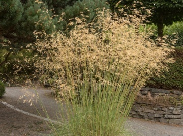 Iarba cu Pene Gigant (10 seminte) Giant Feather Grass - Stipa gigantea, iarba onamentala inalta, gratioasa, Saflax - Img 2