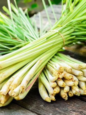 Iarba lemon (60 seminte) seminte lemon grass-iarba lamaioasa, miros puternic, proaspat de lamaie Agrosem - Img 2