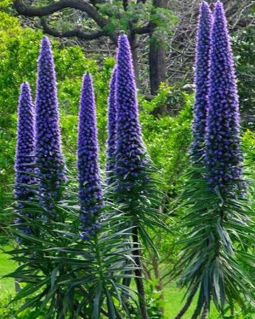 Iarba Sarpelui Madeira (100 seminte) Pride of Madeira - Echium fastuosum, flori melifere albastre, frunze catifelate, Saflax