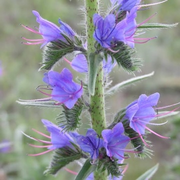 Iarba Sarpelui Salbatica (1 gr) seminte planta perena melifera, Echium vulgare, Toraf - Img 3