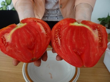 Inima Stacojie (Aleno Sartse) 150 seminte de tomate tip Gigant bulgaresc in forma de inima tip Beef, IZK Bulgaria - Img 2