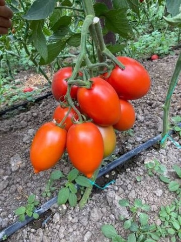 Isiaki F1 (500 seminte) rosii prunisoare timpurii nedeterminate, Syngenta