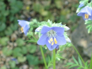 Jacob's Ladder (300 seminte) Valeriana Greceasca perena, flori albastre-violet, stamine galbene, Seklos - Img 3