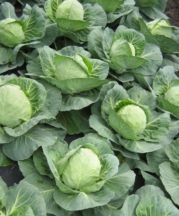 Jetma F1 (1000 seminte) varza alba ce prezinta o crestere si o dezvoltare foarte rapida formand capatani uniforme dense rotunde de culoare verde mediu, Rijk Zwaan