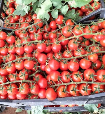 Jungle F1 (100 seminte) rosii cherry cocktail, nedeterminate timpurii, Nunhems