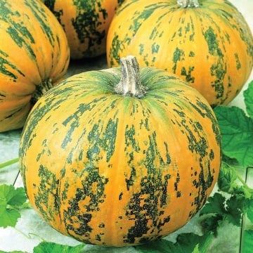 Junona (12 seminte) dovleac cu fructe rotunde, portocalii, dungi verzi, seminte fara coaja, ChemyFarm - Img 2