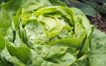 Justine (210 seminte) salata verde tip Butterhead, rezistenta la boli si temperaturi ridicate, Seklos - Img 2