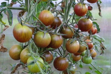 Kalypso BIO (25 seminte) tomate tigrate cu rosu-maroniu si verde, suculente, aciditate scazuta, aroma proaspata, ReinSaat - Img 3