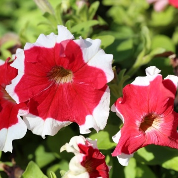 Karkulka (15 seminte) Petunia Grandiflora flori mari, franjurate, bicolore rosu-alb, Seklos - Img 2