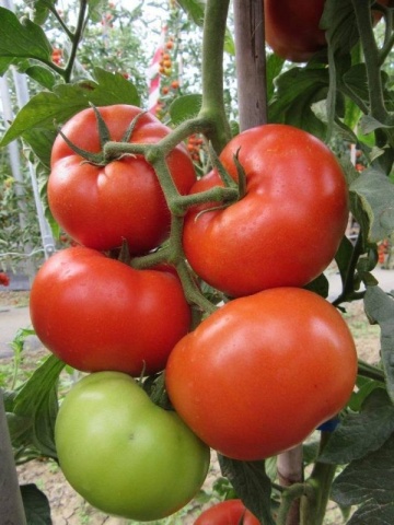 Kessie F1 (CRX 78502) (1000 seminte) rosii extratimpurii nedeterminate, gust foarte bun, Cora Seeds
