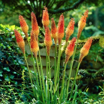 Kniphofia uvaria - Crinul Faclie (0.5 gr) seminte planta perena cu flori impresionante bicolore, galben cu rosu-portocaliu, Toraf - Img 3