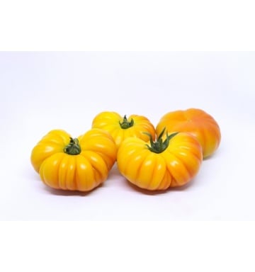 Lacitrine F1 (5 seminte) tomate galbene mari tip Beef, costate, foarte aromate, Seklos - Img 4