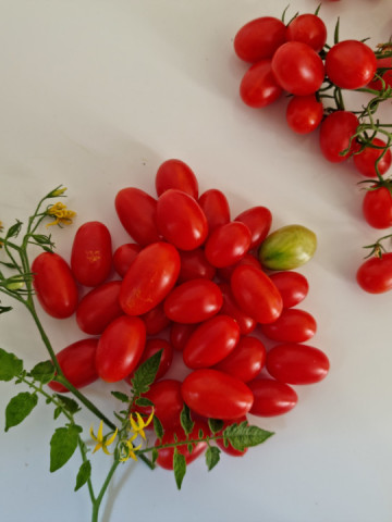 Lacrimioare (60 seminte) tomate cherry in forma de ou, soi bulgaresc deosebit, IZK Maritsa - Img 3