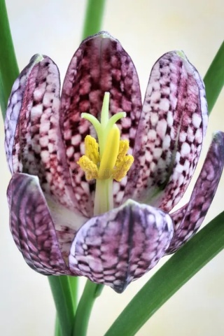 Lalea Pestrita (60 seminte) Schachbrettblume - Fritillaria Meleagris, flori extrem de atractive cu model in carouri, Saflax