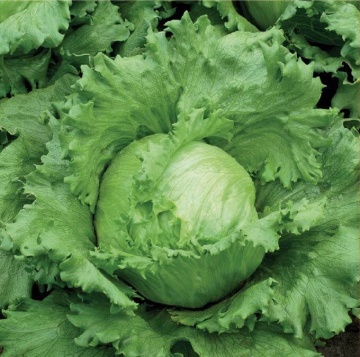Larsen (700 seminte) salata verde tip Iceberg, frunze crocante, suculente, Seklos - Img 1