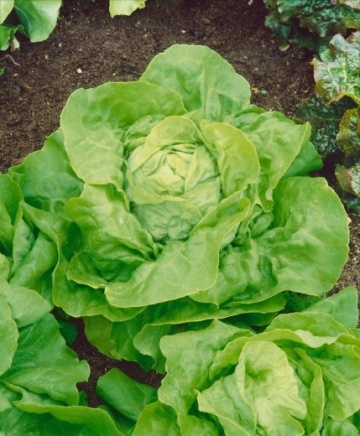 Lento (1 gr) seminte salata verde, capatana compacta, frunze fine, gust excelent, Seklos