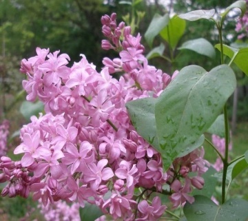 Liliac (100 seminte) Flieder - Syringa vulgaris, arbust ornamental, flori cu efect digestiv, Saflax - Img 4