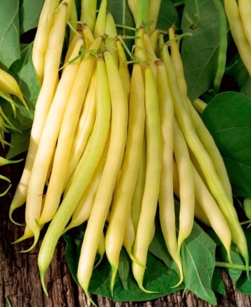 Lotos (500 gr) seminte fasole oloaga, pastai galbene cilindrice, calitate superioara, PlantiCo