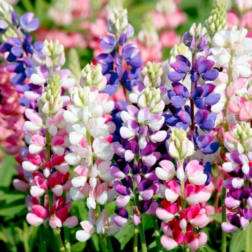 Lupin mix (20 seminte) planta perena, flori de diferite culori, Agrosem - Img 3
