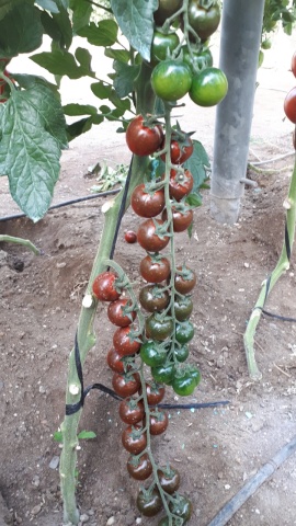 Luther F1 (10 seminte) tomate cherry exotice nedeterminate, productive, rezistente la crapare, Seklos - Img 2