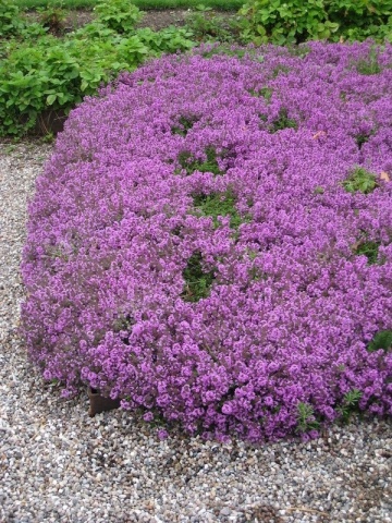 Macierzanka Piaskowa - Cimbru tarator (0.1 gr) seminte cimbru de camp tarator, flori violet, aromatic si medicinal, Toraf - Img 1