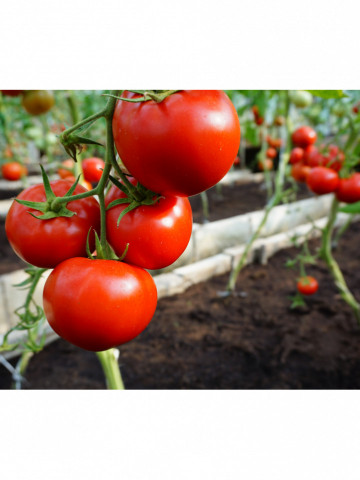 Mahitos F1 (10 seminte) tomate cu crestere nedeterminata de tip beef, Rijk Zwaan - Img 4