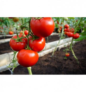 Mahitos F1 (10 seminte) tomate nedeterminate semitimpurii de tip beef, Seklos - Img 4