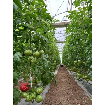 MamiPink F1 (10 seminte) tomate crete nedeterminate, tip inima de bou roz, Enza Zaden - Img 7