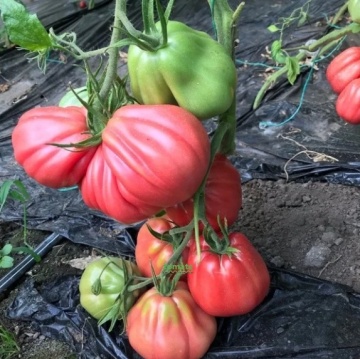 MamiPink F1 (10 seminte) tomate nedeterminate, tip inima de bou roz, Enza Zaden - Img 5
