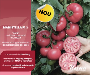 Manistella F1 (100 seminte) tomate roz, nedeterminate, rezistente la crapare, Hazera - Img 2