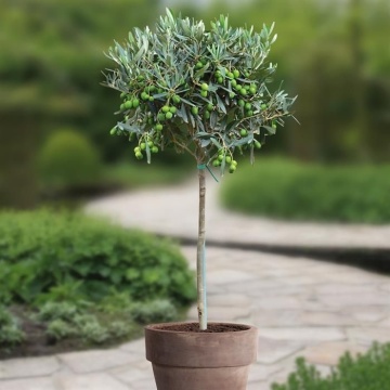 Maslin (20 seminte) Common Olive - Olea europea, arbore decorativ vesnic verde, Saflax - Img 6