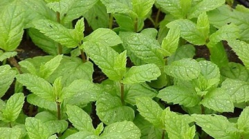 Menta dulce (800 seminte) menta aromata, racoritoare, pentru condimente si ceaiuri, Florian - Img 3