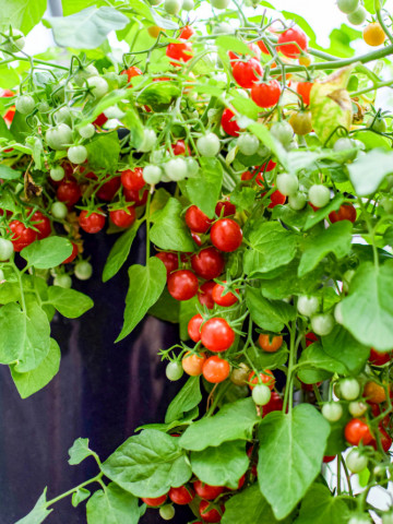 Micro Cherry (10 seminte) tomate dulci, suculente, potrivite pentru balcon, Buzzy - Img 2