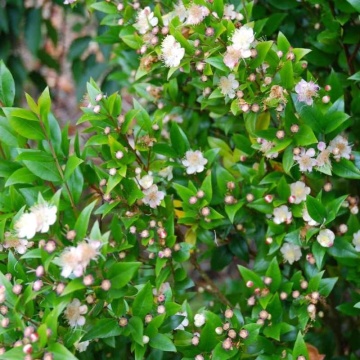 Mirt (30 seminte) True Myrtle - Myrtus communis, arbust cu frunze si flori parfumate, Saflax - Img 4