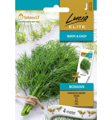 Moravan (4 metri) banda seminte marar aromat, frunzis bogat verde intens, Seklos - Img 2