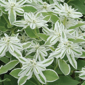 Mountain Snow (120 seminte) Euphorbia Zapada Muntelui, frunze ornamentale bicolore, verde-alb, Seklos - Img 6