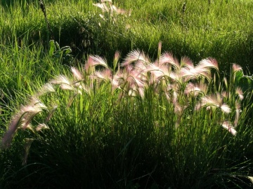 Mouse Barley (425 seminte) iarba ornamentala verde deschis cu spice lungi, Seklos - Img 2