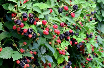 Mur Thornfree, butasi de mure soi cu fructe foarte mari, suculente, cu gust placut, dulce-acidulat, planta XXL, Yurta - Img 2