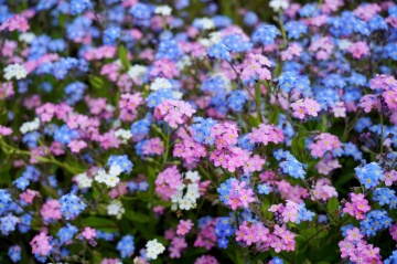 Myosotis Alpestris (0.5 gr) Flori de nu ma uita, mici, delicate si foare ramificate, Opal - Img 2