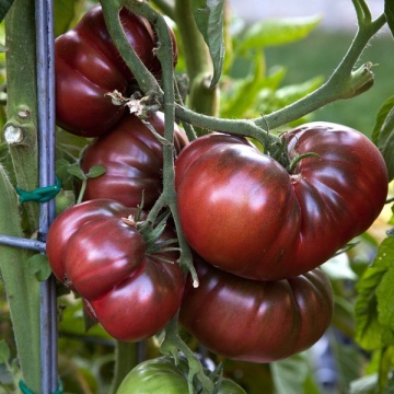 Negre de Tula (Black from Tula) 300 seminte Tomate Negre de Tula Nedeterminate Mari Extratimpurii Soi Deosebit de Gustos