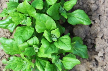 New Zealand Spinach (30 seminte) spanac de Noua Zeelandafrunze carnoase, regenerare rapida, Seklos - Img 2