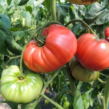 Olena Ukrainian BIO (25 seminte) tomate mari roz tip rosie grasa, ReinSaat