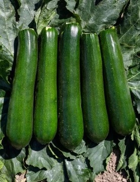 Olympos F1 (500 seminte) dovlecel timpuriu tolerant la boli, productiv, fructe uniforme de inalta calitate, Syngenta