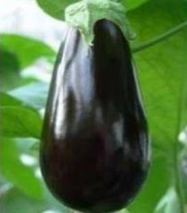 Onyx F1 (250 seminte) de vinete cu fructe usor alungite de culoare negru inchis si lucios, Fito Semillas