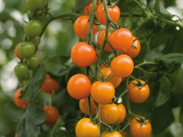 Orano F1 (10 seminte), hibrid extra-timpuriu nedeterminat, rosii cherry portocalii, ChemyFarm - Img 2